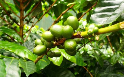 7 meilleures visites de plantations de café du Costa Rica